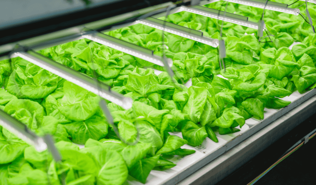 Organic Farming Vs Laundry & Dry Cleaning Business